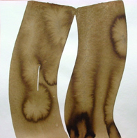 Willi Frommberger - Mit breitem Pinsel - zwei Bänder, 2000