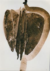 Willi Frommberger - Früchte / Kapseln - geschlossene Form, 2000