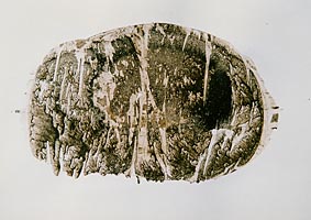 Willi Frommberger - Früchte / Kapseln - horizontal, 2000