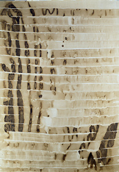 Willi Frommberger - Großes Streifenbild, 2002